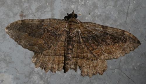 Réf. 235 093 : Philereme transversata